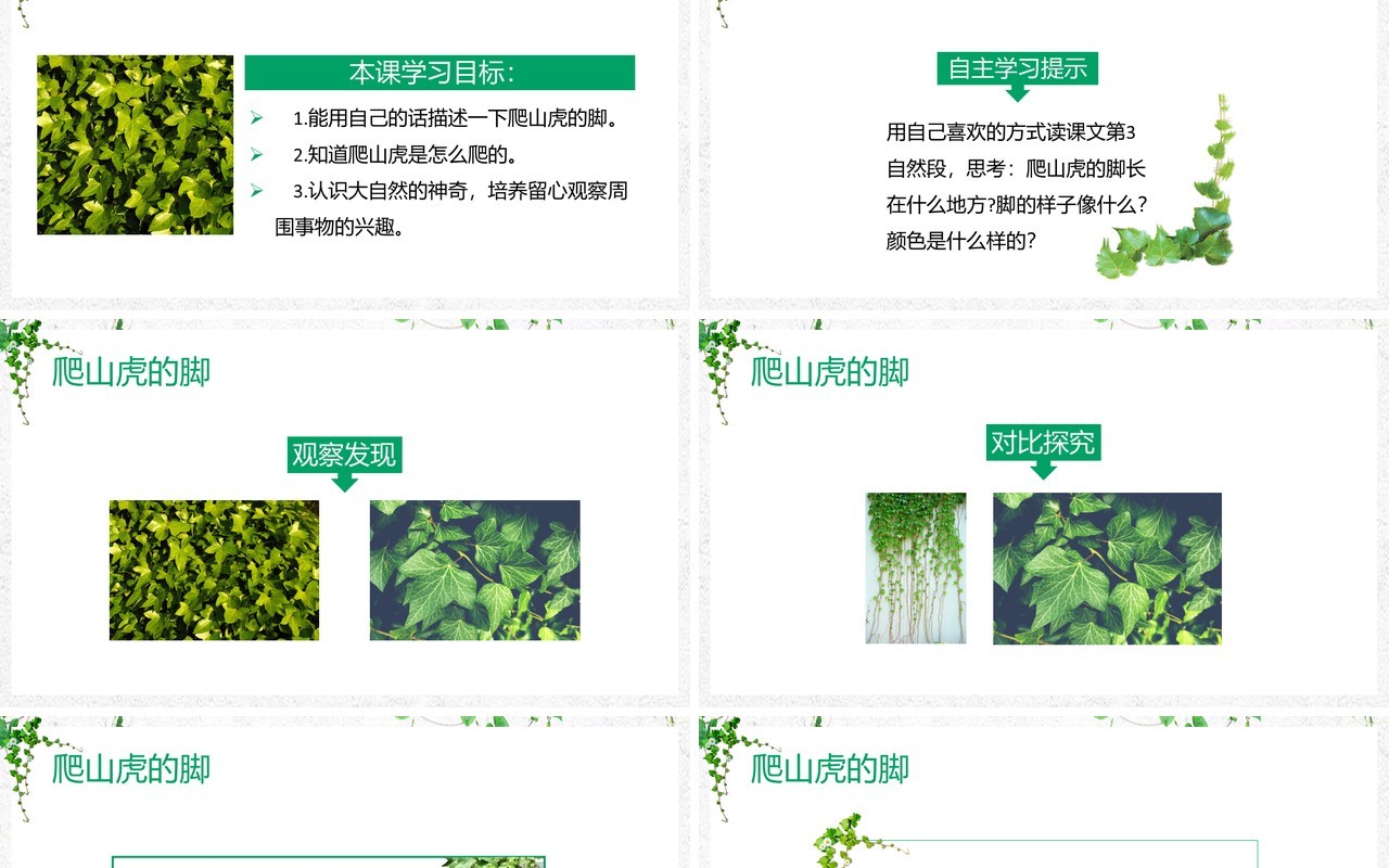 部编版四年级语文上册爬山虎的脚课件PPT模板