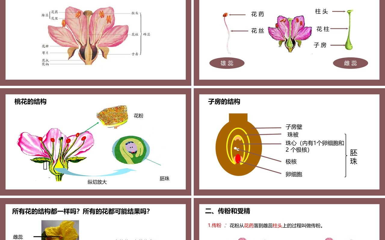 部编版七年级生物上册开花和结果课件PPT模板
