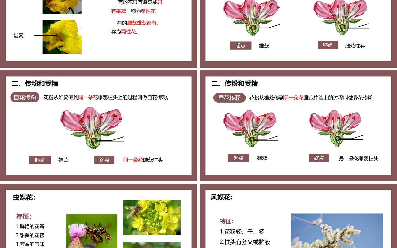 部编版七年级生物上册开花和结果课件PPT模板