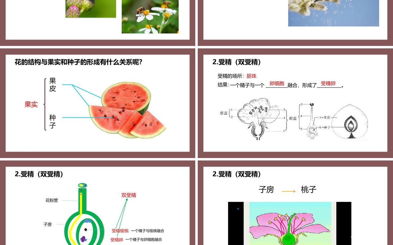 部编版七年级生物上册开花和结果课件PPT模板