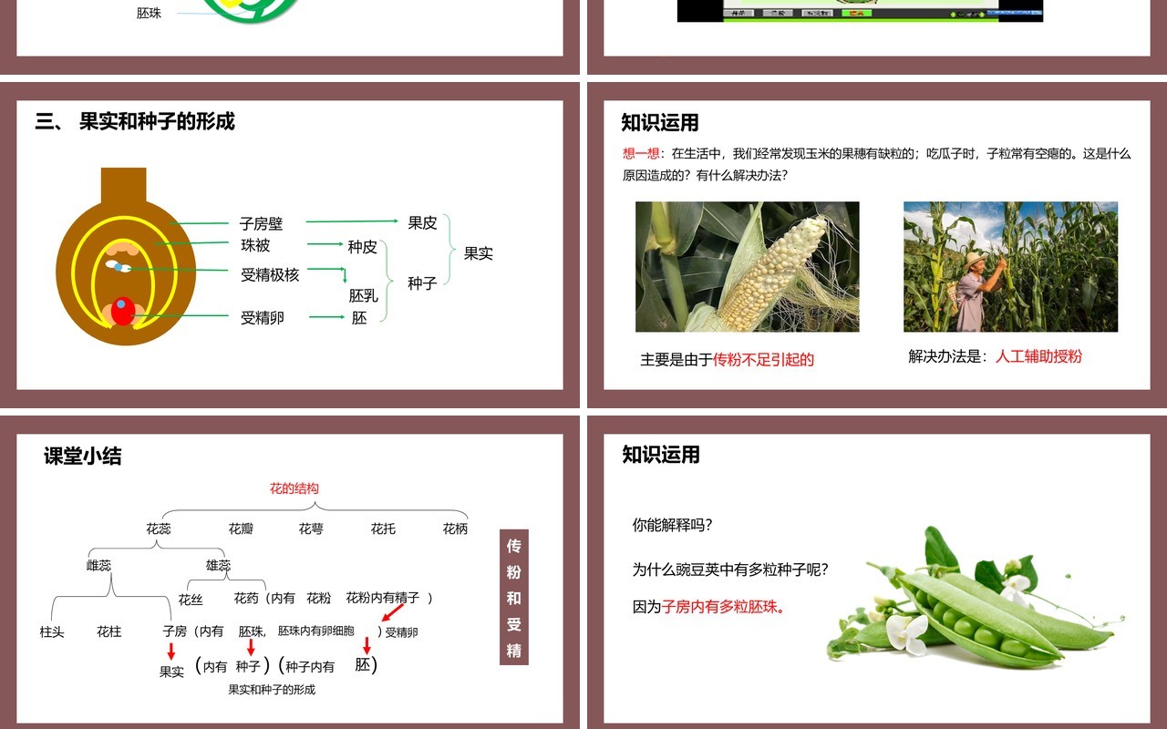部编版七年级生物上册开花和结果课件PPT模板