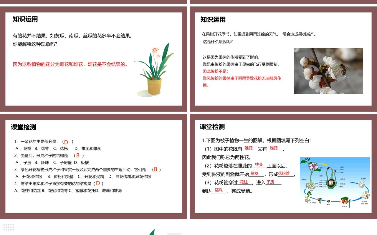 部编版七年级生物上册开花和结果课件PPT模板