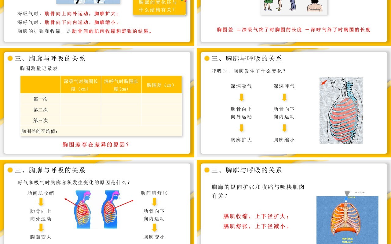 部编版七年级生物下册发生在肺内的气体交换课件PPT模板