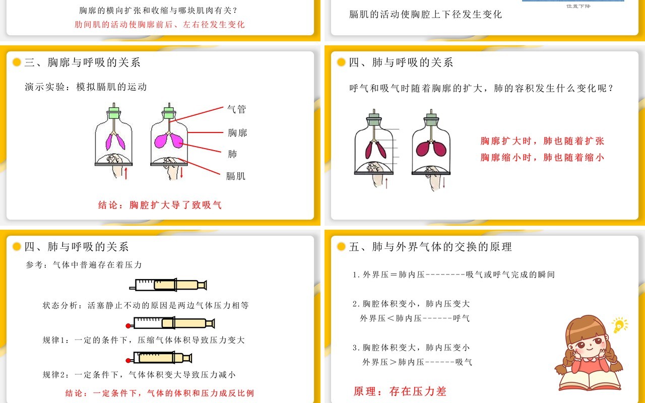 部编版七年级生物下册发生在肺内的气体交换课件PPT模板