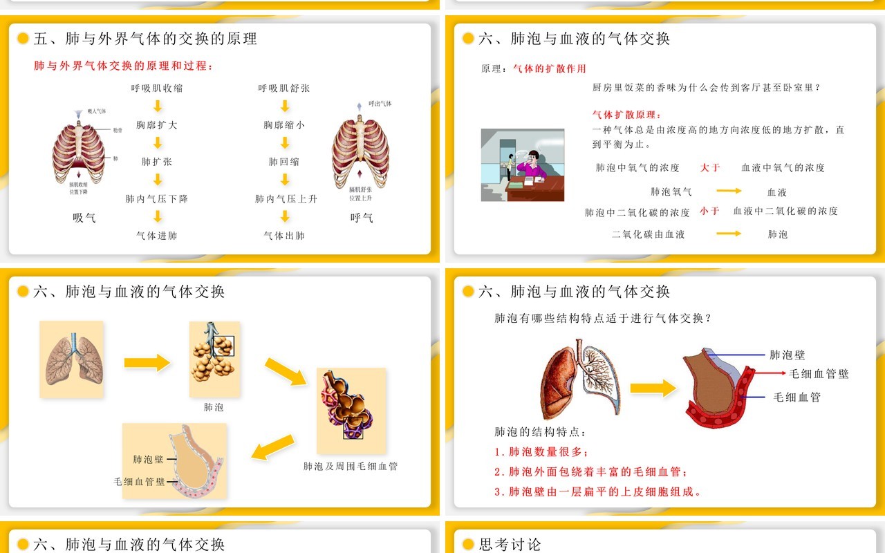 部编版七年级生物下册发生在肺内的气体交换课件PPT模板