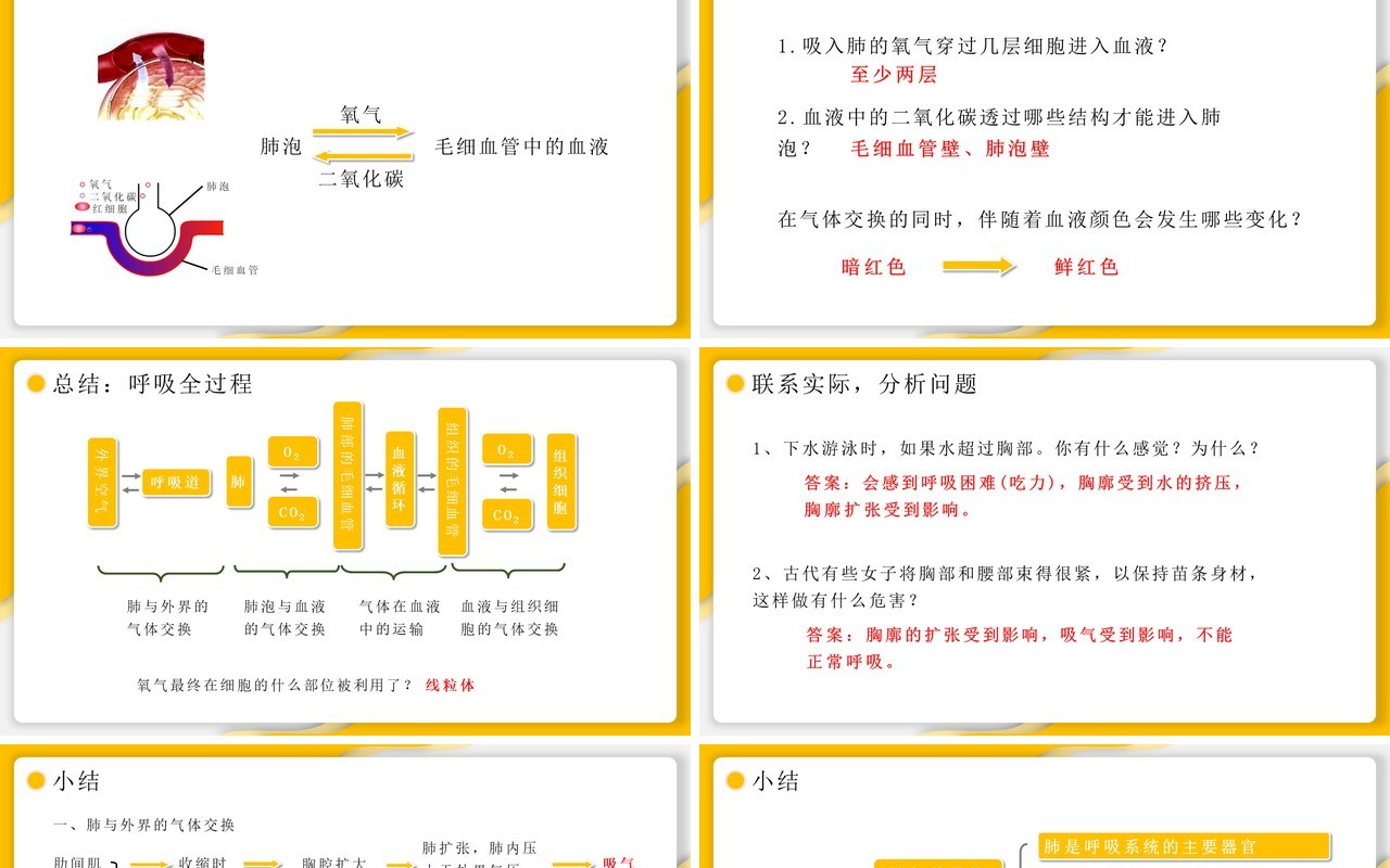 部编版七年级生物下册发生在肺内的气体交换课件PPT模板