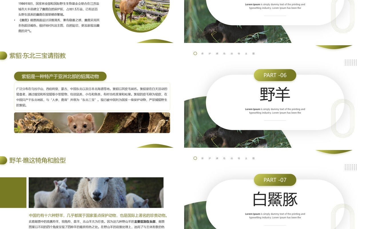 绿色简约风保护濒危动物主题教育PPT模板