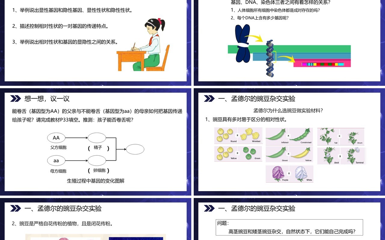 部编版八年级生物下册基因的显性和隐性课件PPT模板