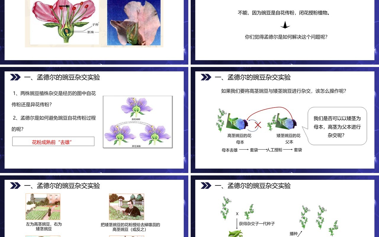 部编版八年级生物下册基因的显性和隐性课件PPT模板