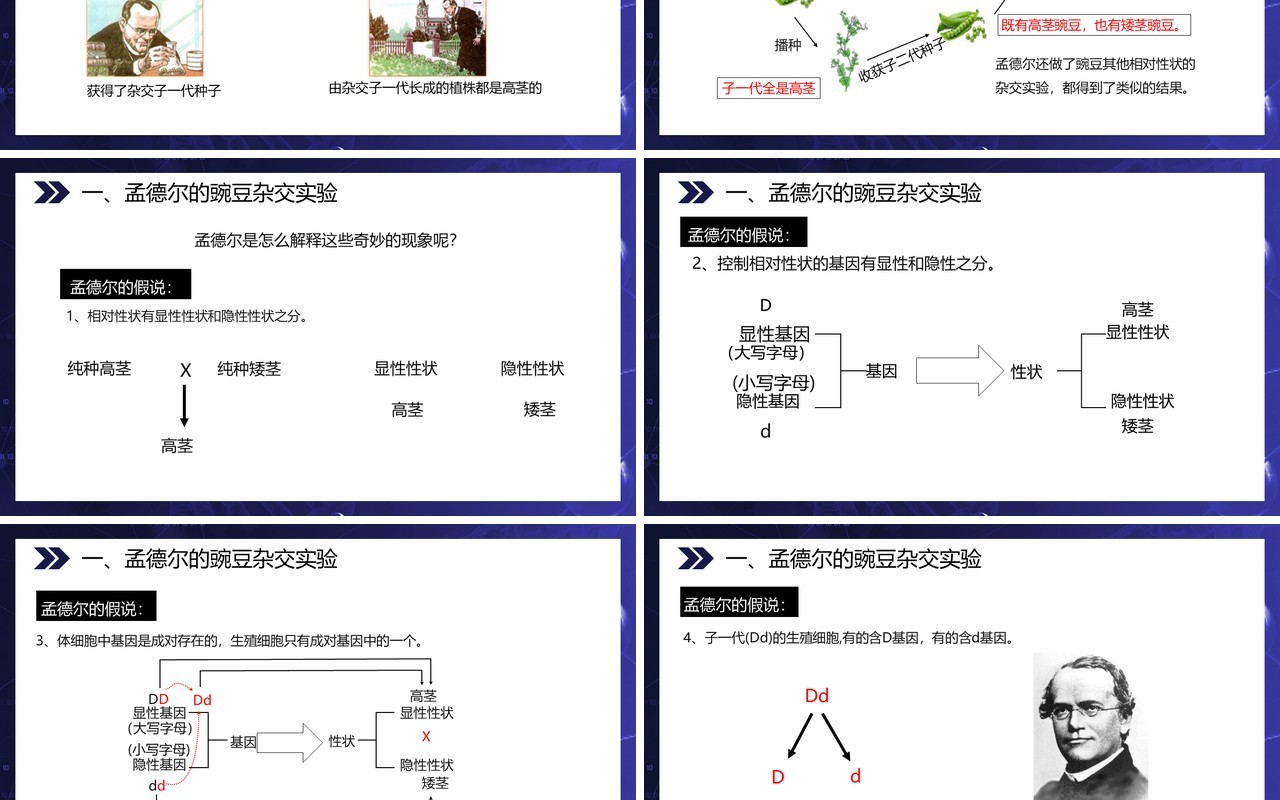 部编版八年级生物下册基因的显性和隐性课件PPT模板
