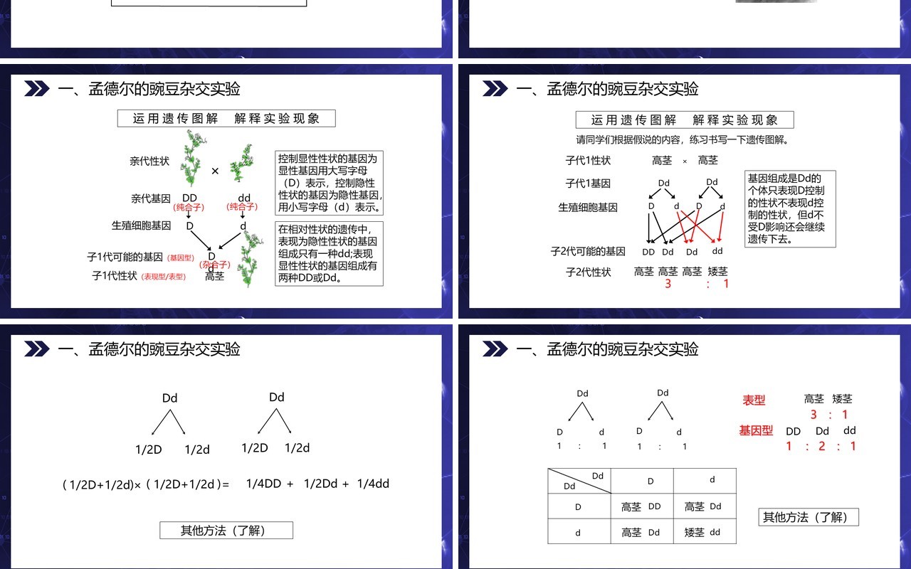 部编版八年级生物下册基因的显性和隐性课件PPT模板