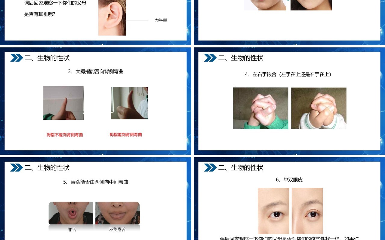 部编版八年级生物下册基因控制生物的性状课件PPT模板