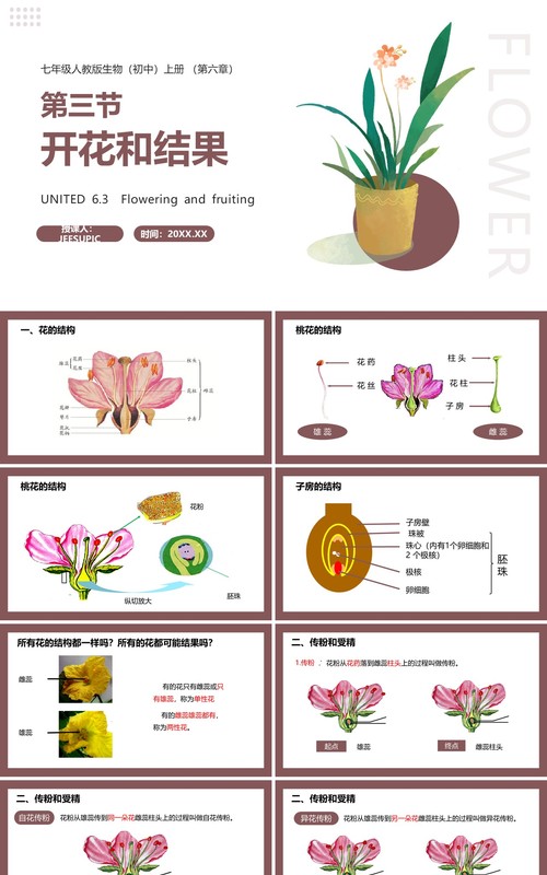 部编版七年级生物上册开花和结果课件PPT模板