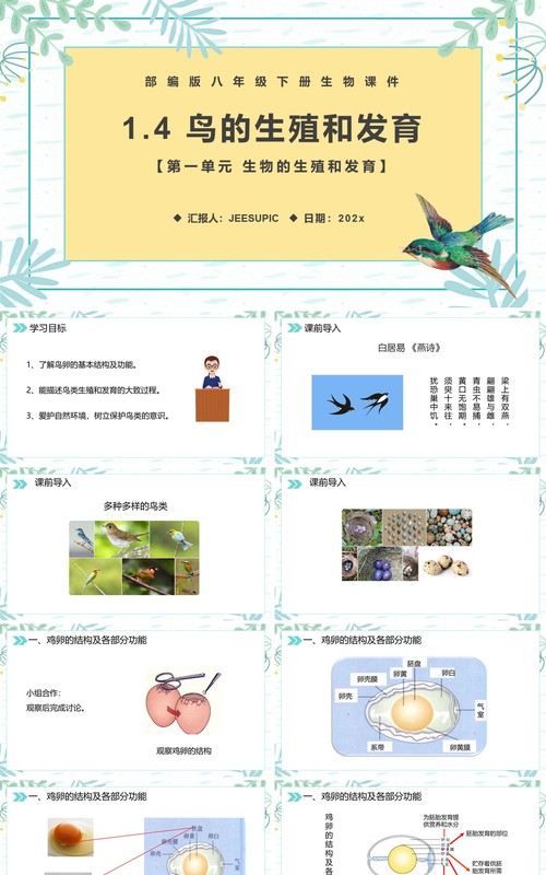 部编版八年级生物下册鸟的生殖和发育课件PPT模板