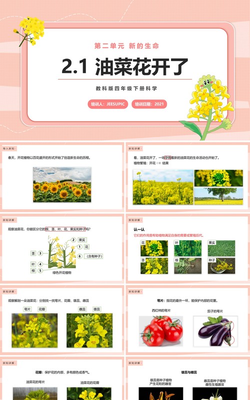 教科版四年级下册油菜花开了课件PPT模板