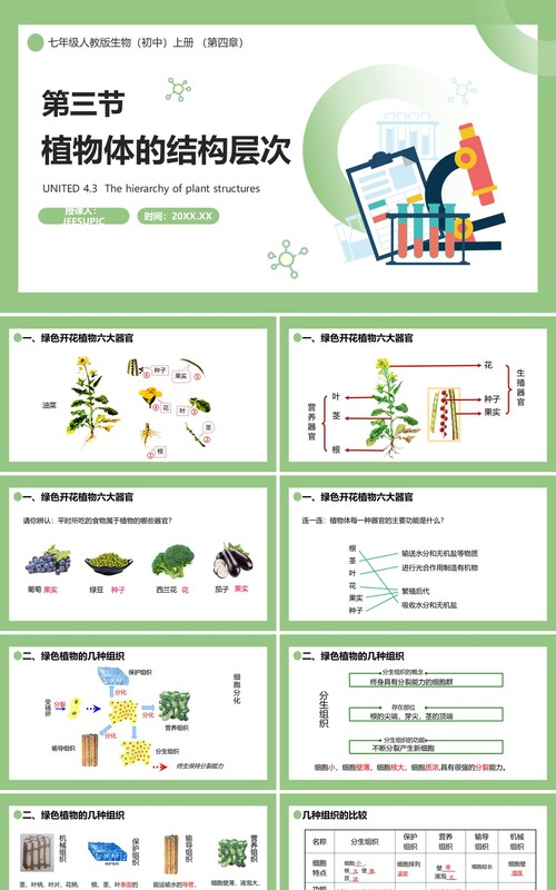 部编版七年级生物上册植物体的结构层次课件PPT模板