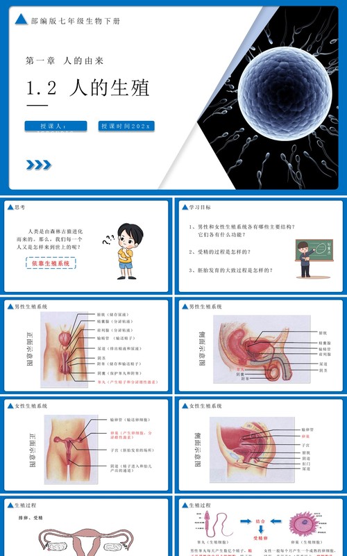 部编版七年级生物下册人的生殖课件PPT模板