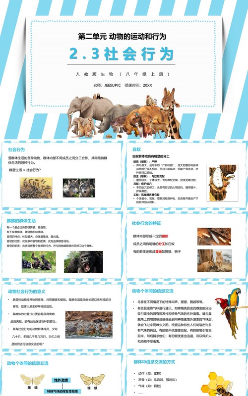 部编版八年级生物上册社会行为PPT模板