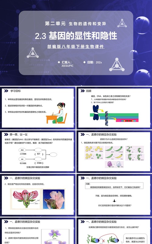 部编版八年级生物下册基因的显性和隐性课件PPT模板