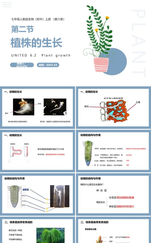 部编版七年级生物上册植株的生长课件PPT模板
