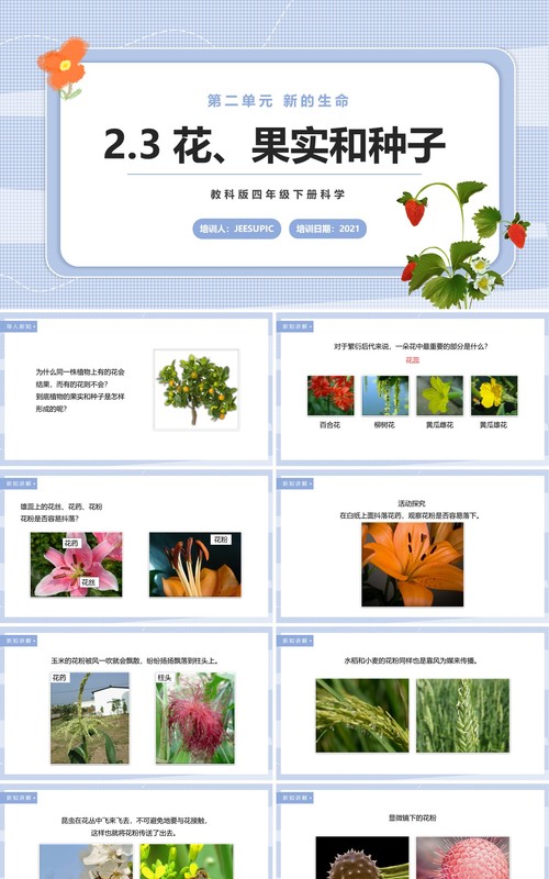教科版四年级下册花、果实和种子课件PPT模板