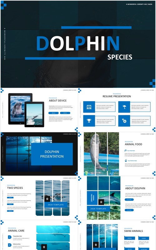 简约蓝色海豚宣传介绍PPT模板Dolphine Species Templates