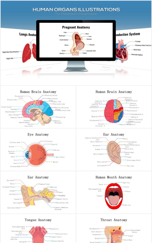 医疗医院生物人体器官大脑信息图表PPT素材元素Biology - Human Organs For Powerpoint