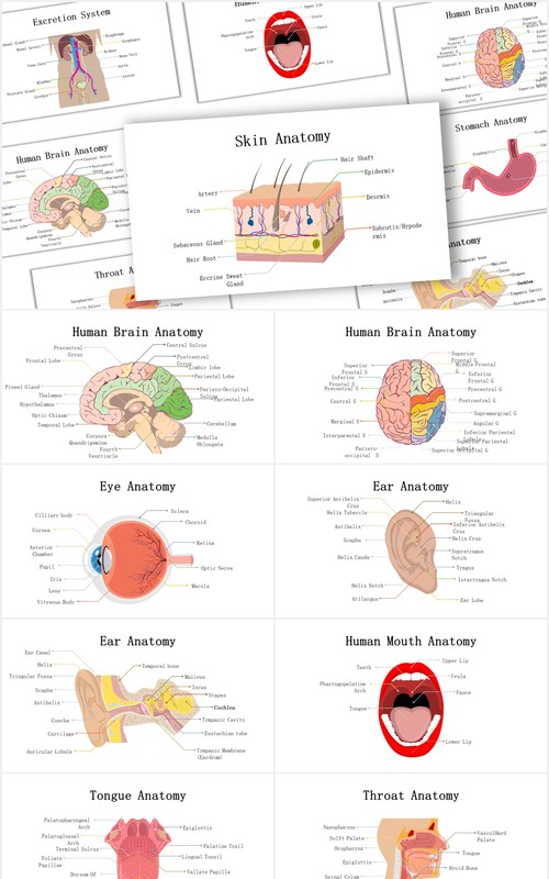 生物学医疗医院人体解剖学器官元素PPT素材Biology - Human Anatomy For Powerpoint